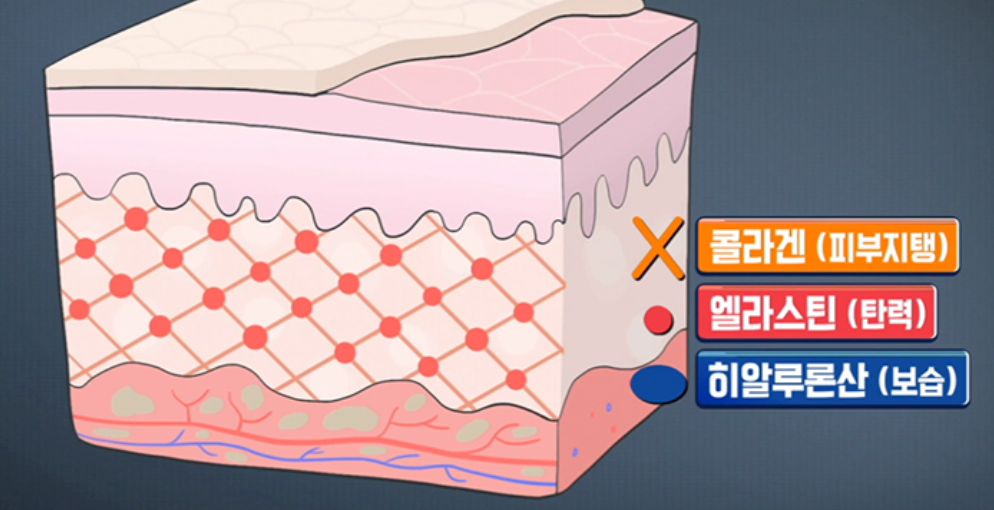 피부 구조와 구성성분