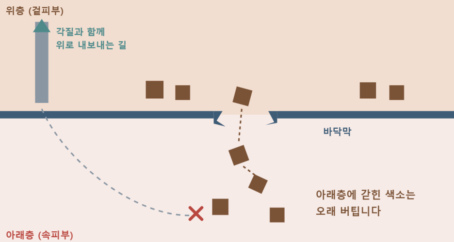 위층과 아래층의 구조를 나타내는 다이어그램. 위층은 각질과 함께 위로 내보내는 길을 보여주고, 아래층은 오래된 벨티미를 표시하는 빨간색 'X' 마크가 포함됨.